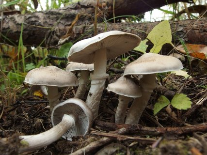 Tricholoma cingulatum