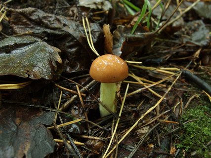 Suillus granulatus