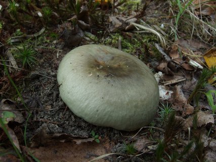 Russula aeruginosa