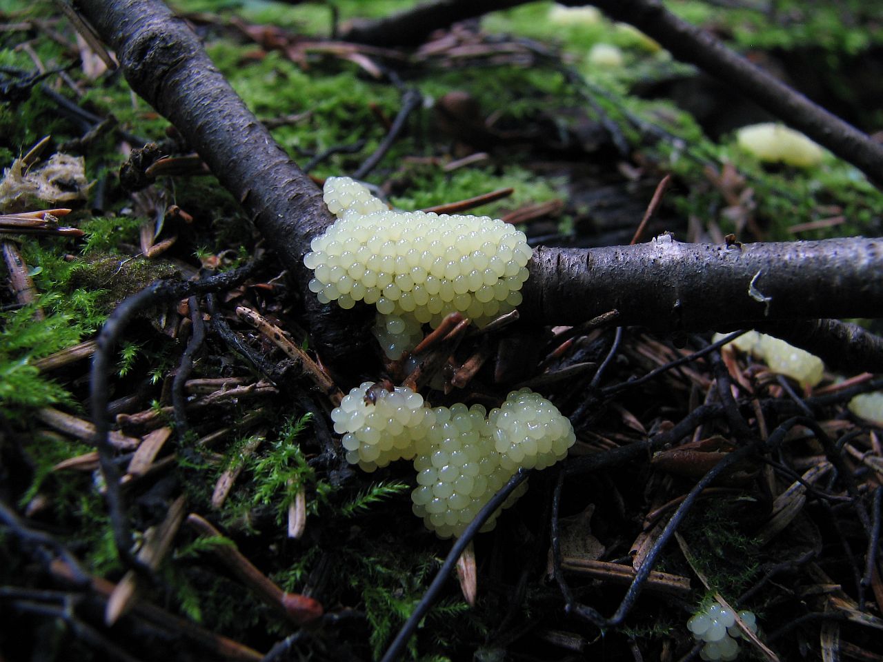 Stemonitis fusca
