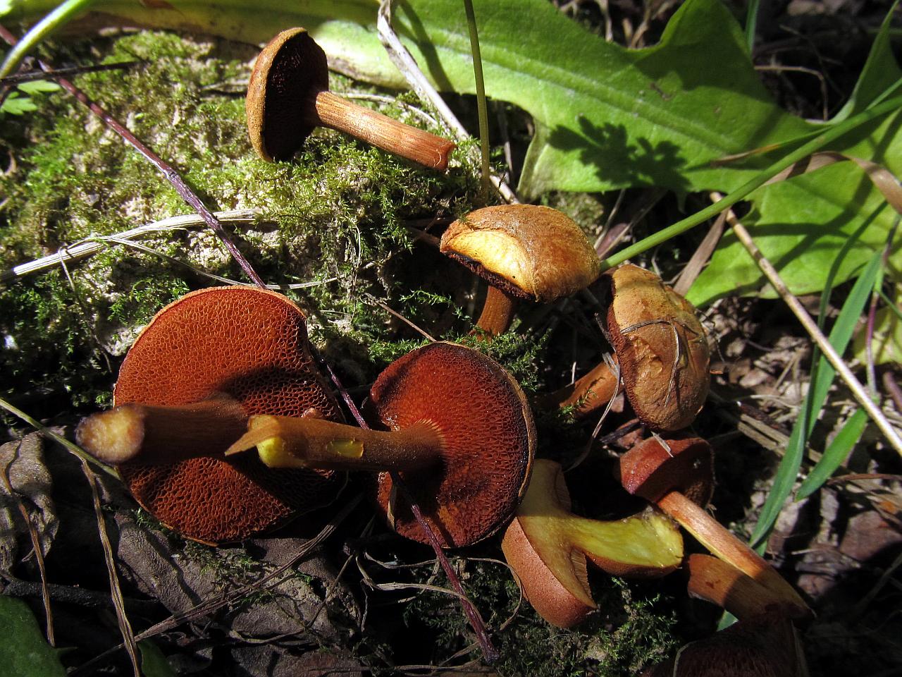 Chalciporus piperatus