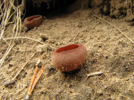 Peziza badia