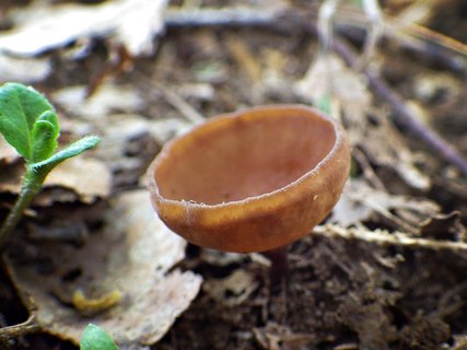 Ciboria amentacea
