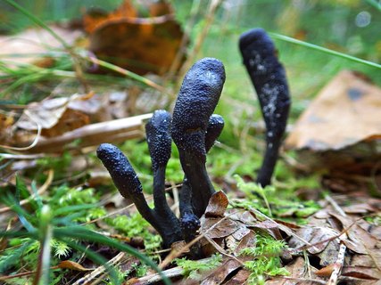 Elaphocordiceps ophioglossoides