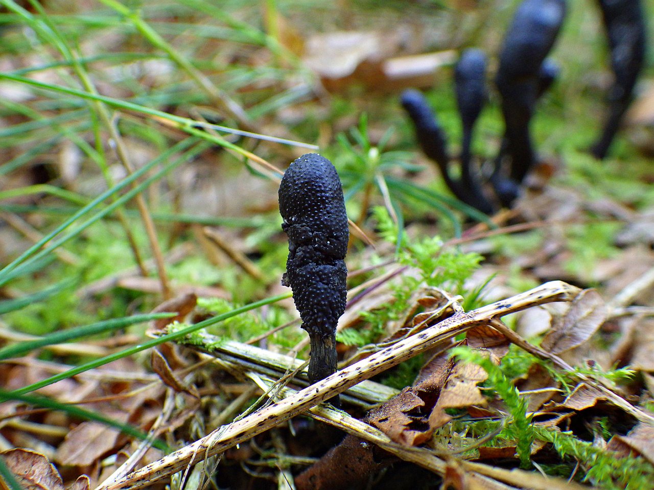 Elaphocordiceps ophioglossoides