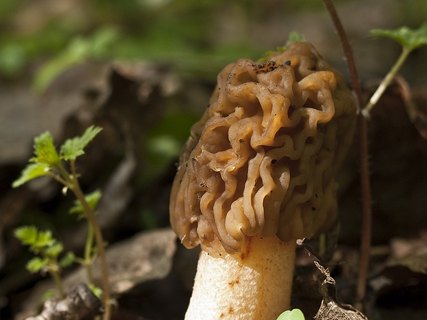 Verpa bohemica