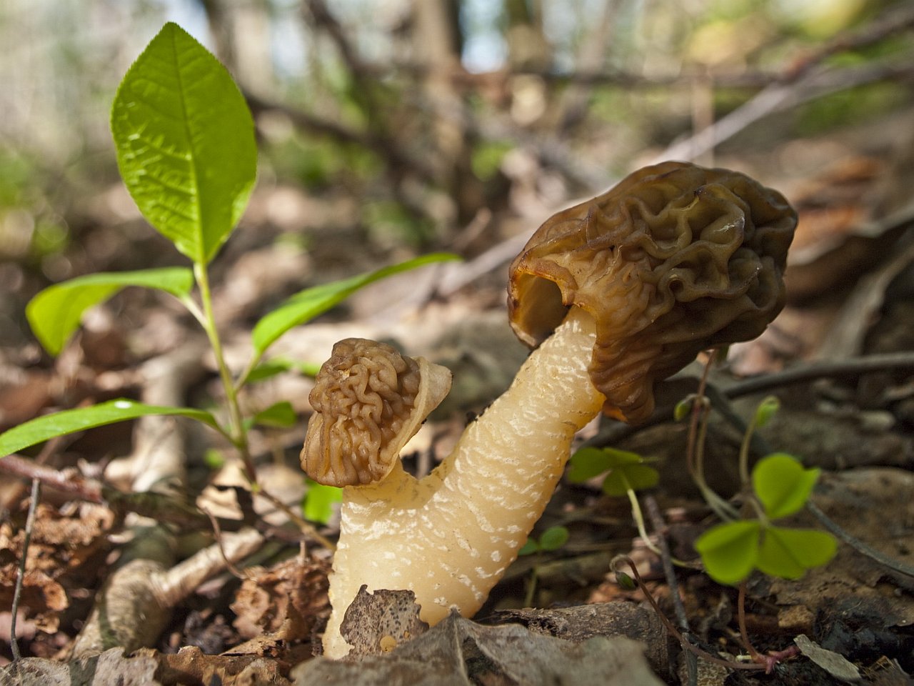 Verpa bohemica