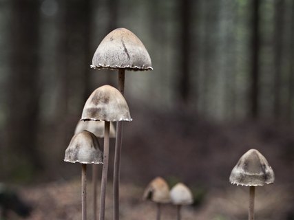 Panaeolus papilionaceus
