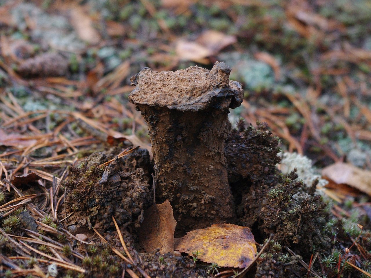 Pisolithus
