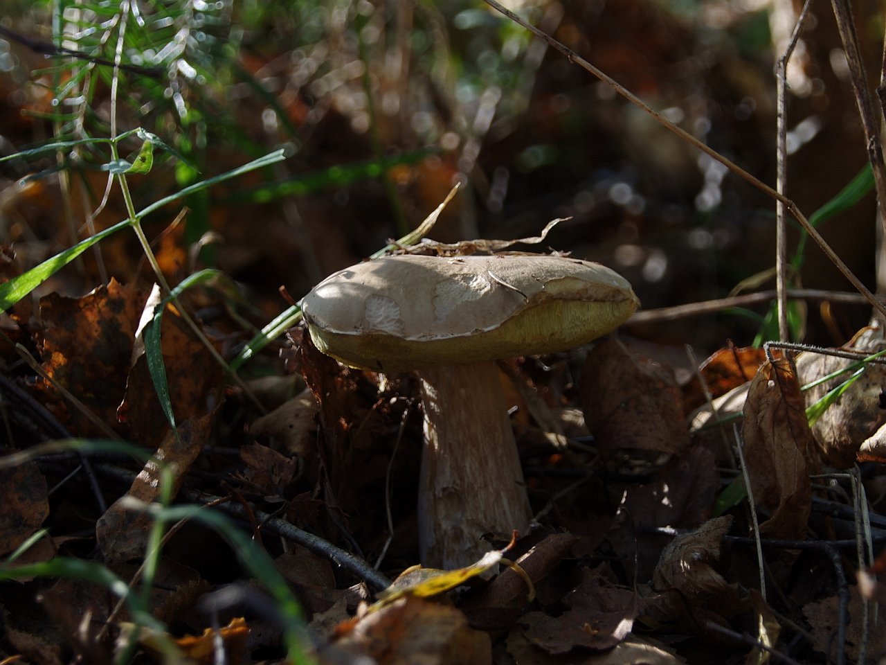 Boletus subtomentosus