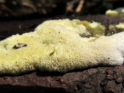 Ceratiomyxa porioides