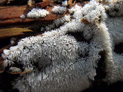 Ceratiomyxa fruticulosa