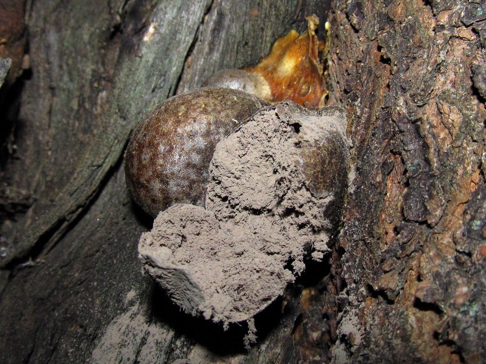 Enteridium lycoperdon