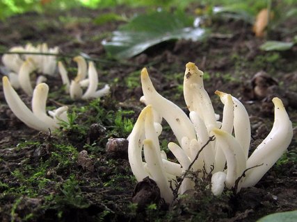 Clavaria fragilis