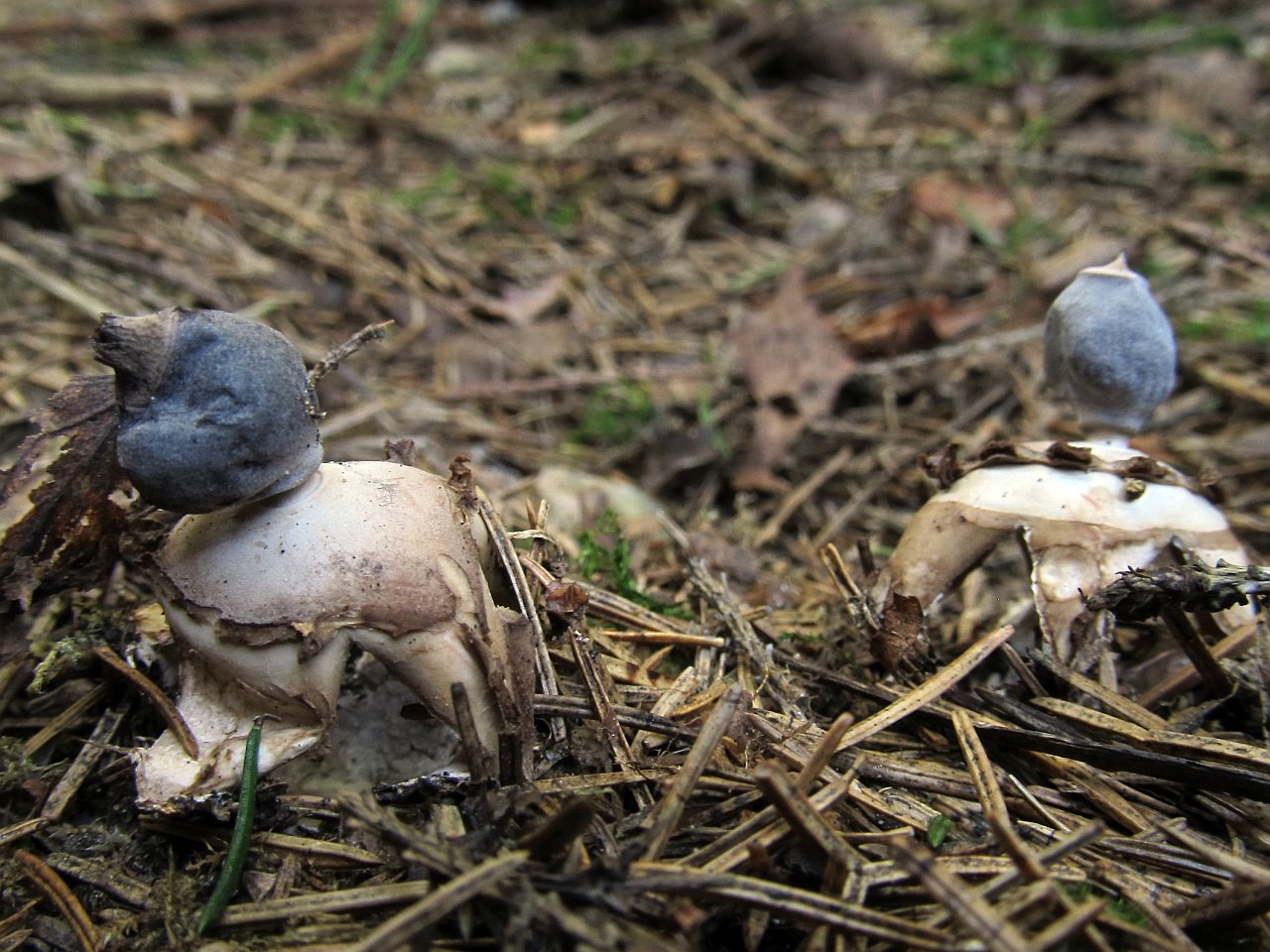 Geastrum fornicatum