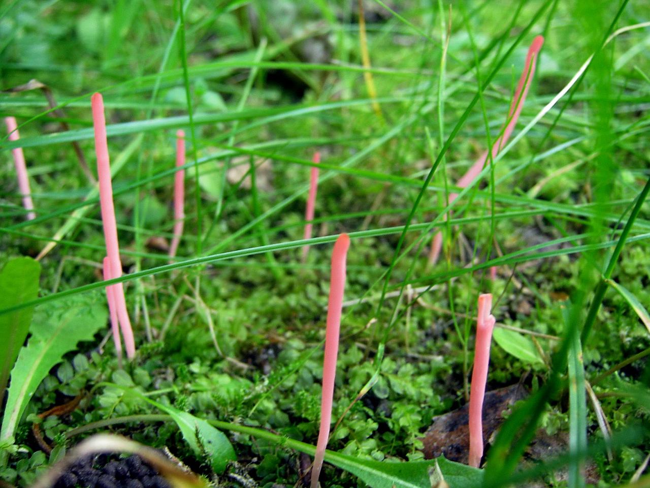 Clavaria rosea