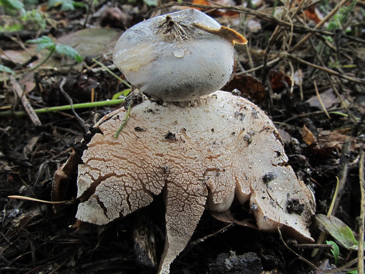 Geastrum striatum
