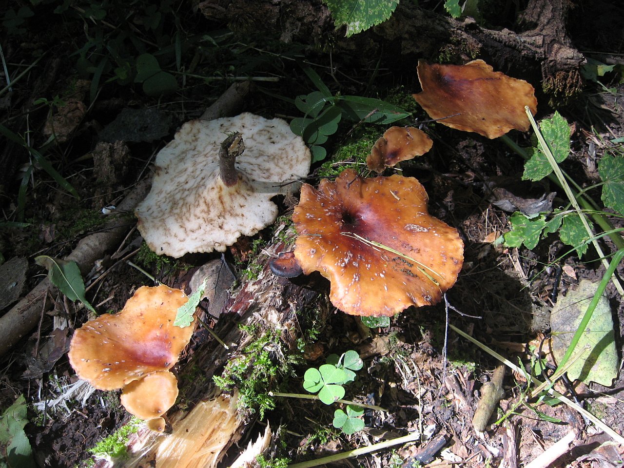 Picipes badius