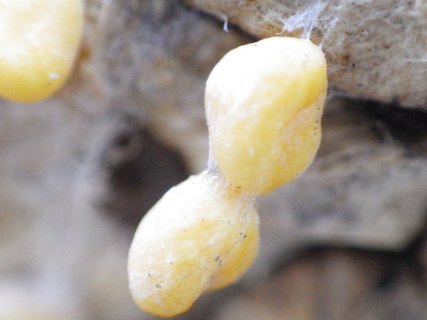 Coleosporium tussilaginis