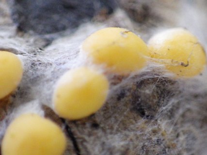 Coleosporium tussilaginis