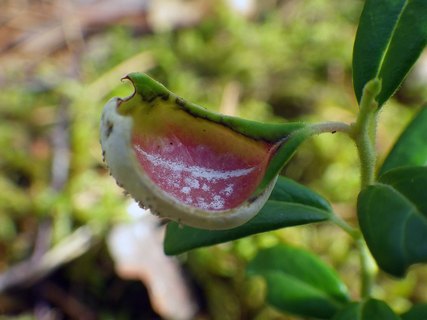 Exobasidium vaccinii