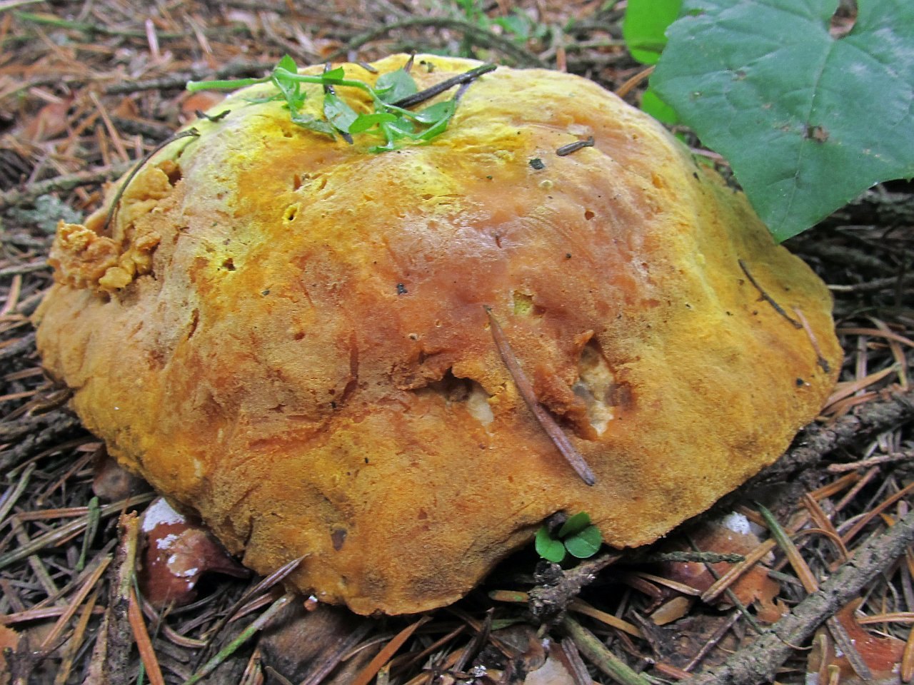 Hypomyces