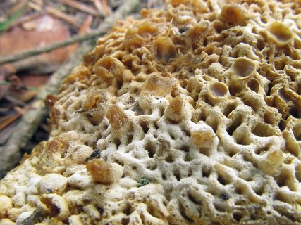 Hypomyces chrysospermus