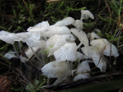 Delicatula integrella