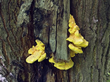 Laetiporus sulphureus