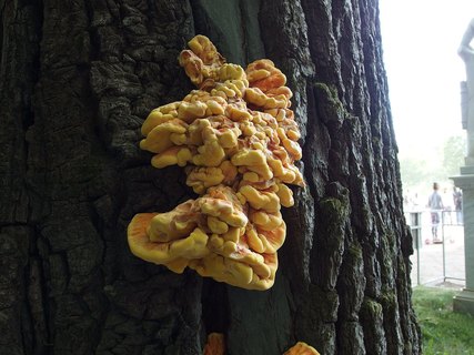 Laetiporus sulphureus