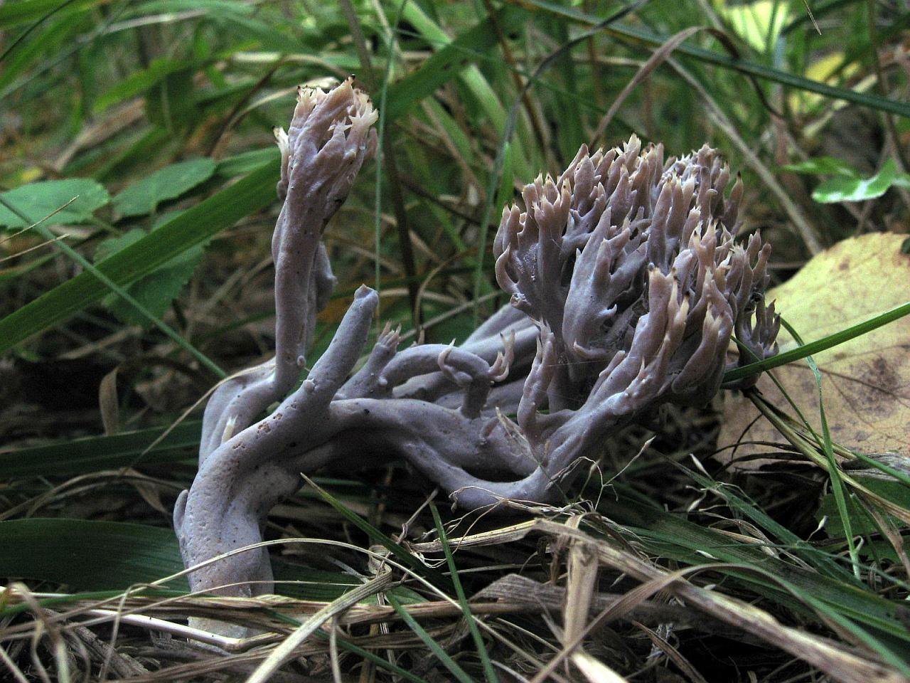 Clavulina