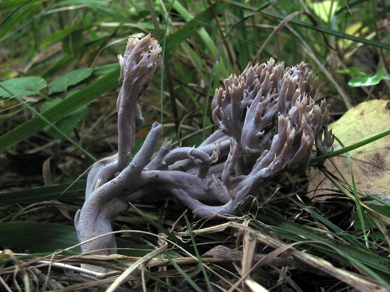 Clavulina cinerea