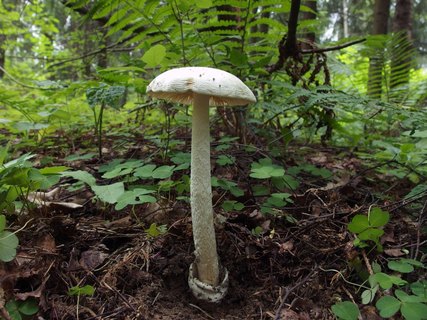 Amanita virosa