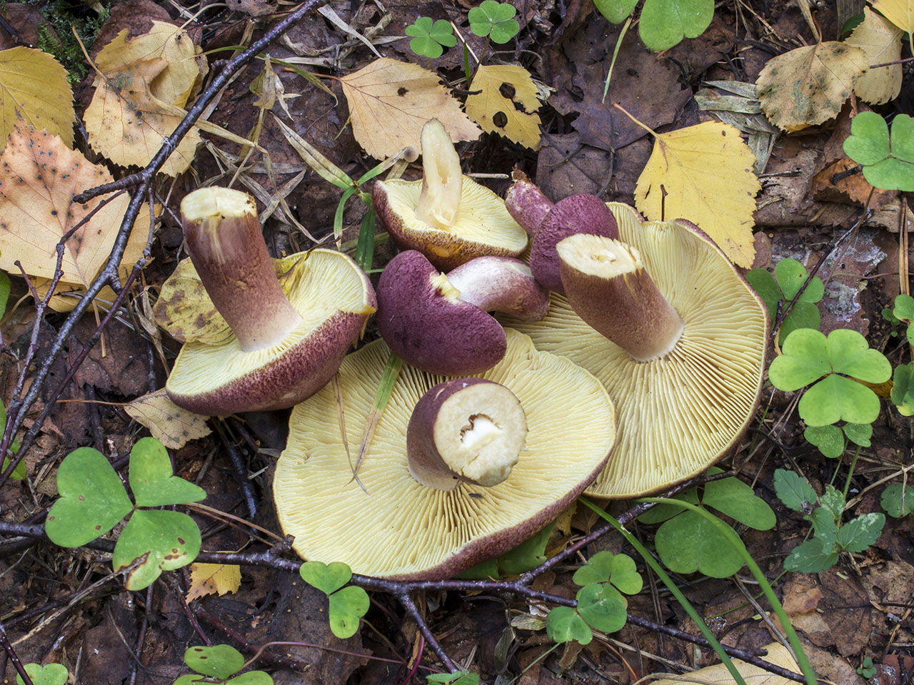 Tricholomopsis rutilans