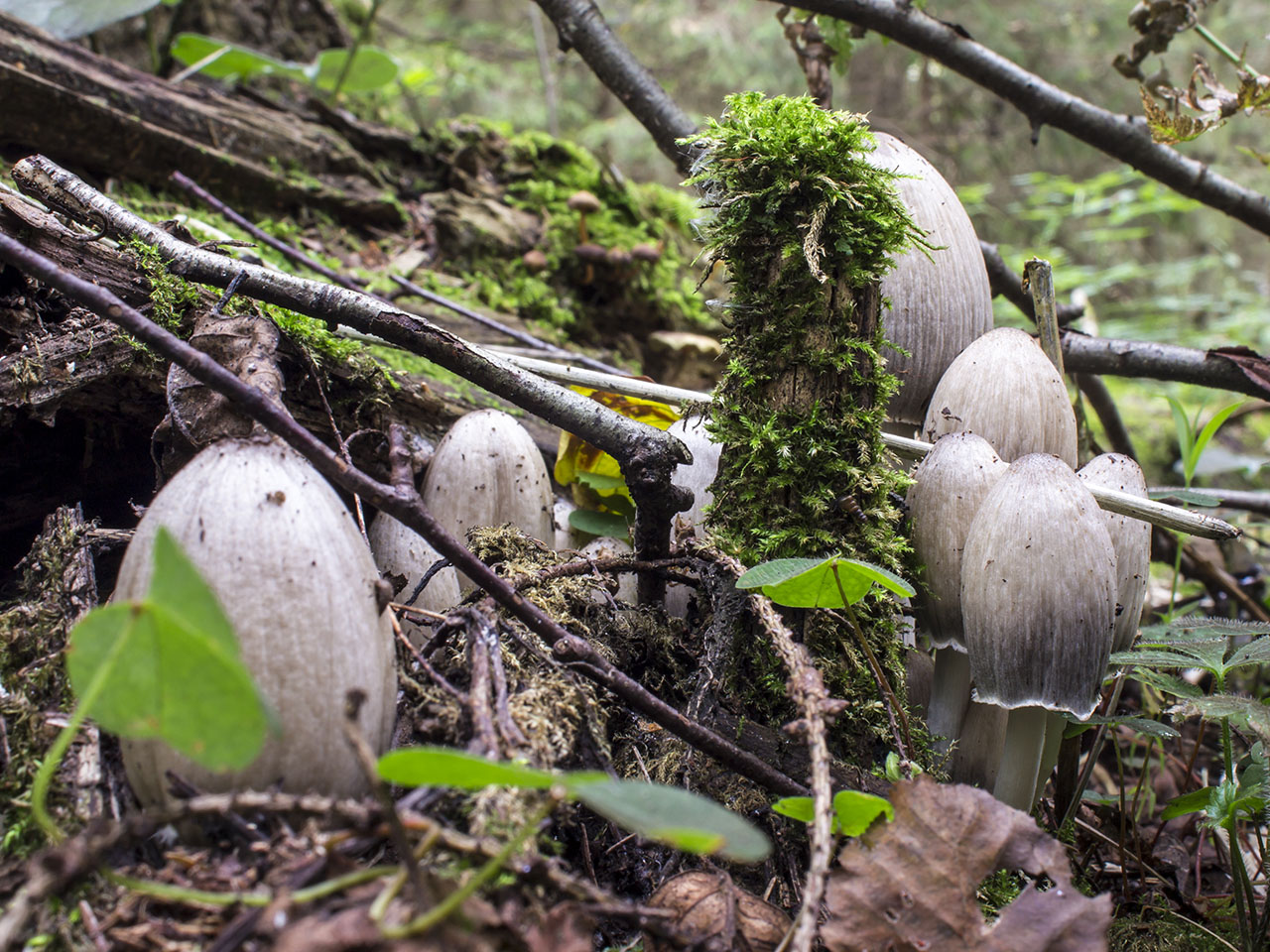 Coprinopsis atramentaria