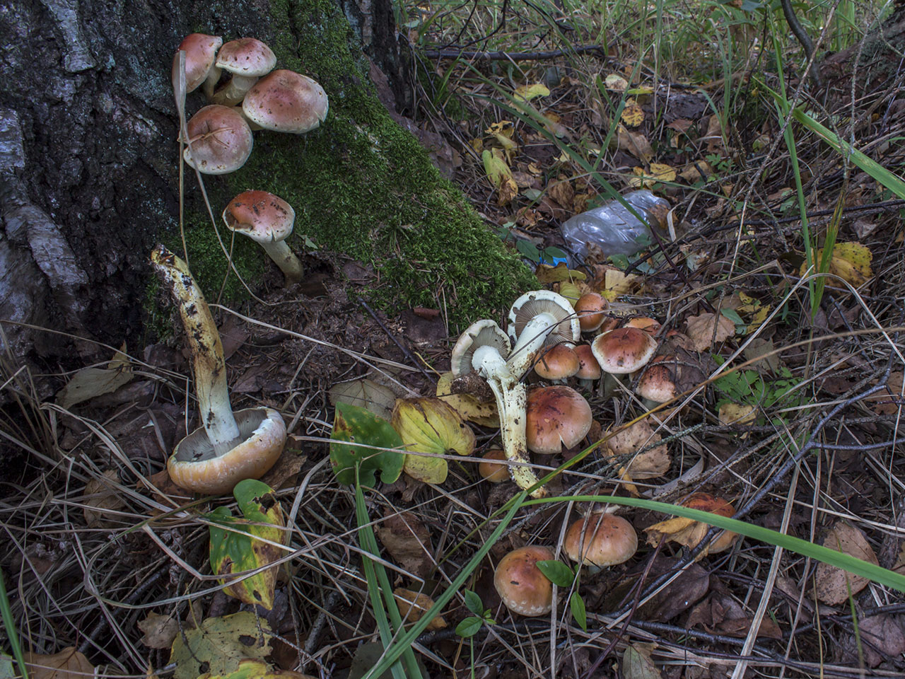 Hypholoma lateritium