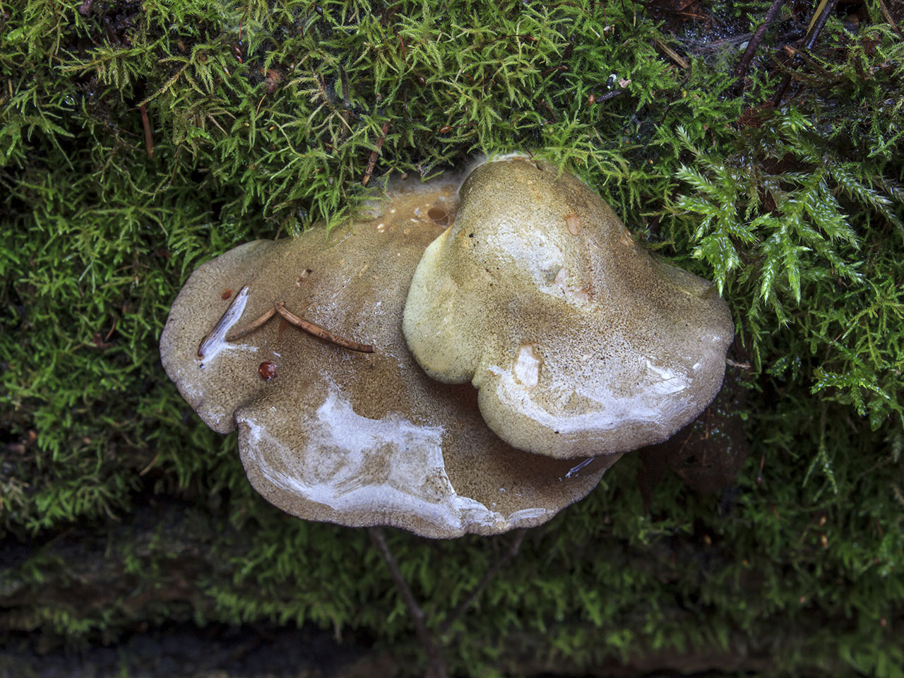 Panellus serotinus