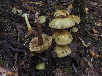 Pholiota alnicola