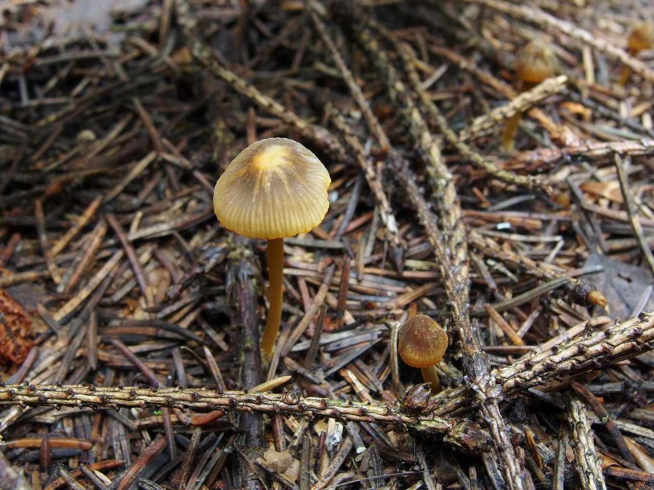 Mycena aurantiomarginata