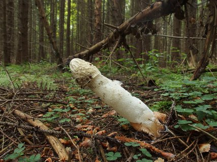 Phallus impudicus