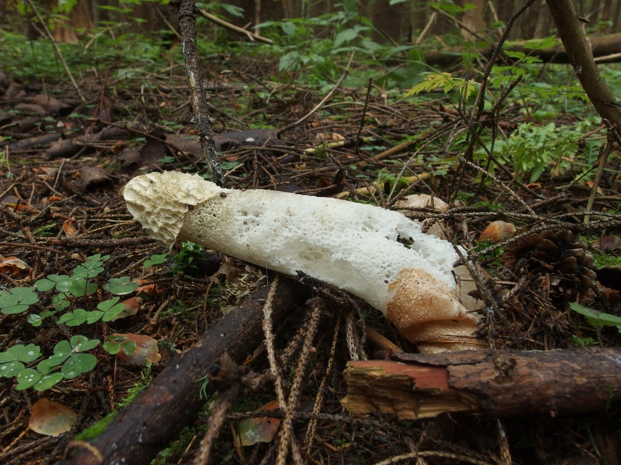 Phallus impudicus