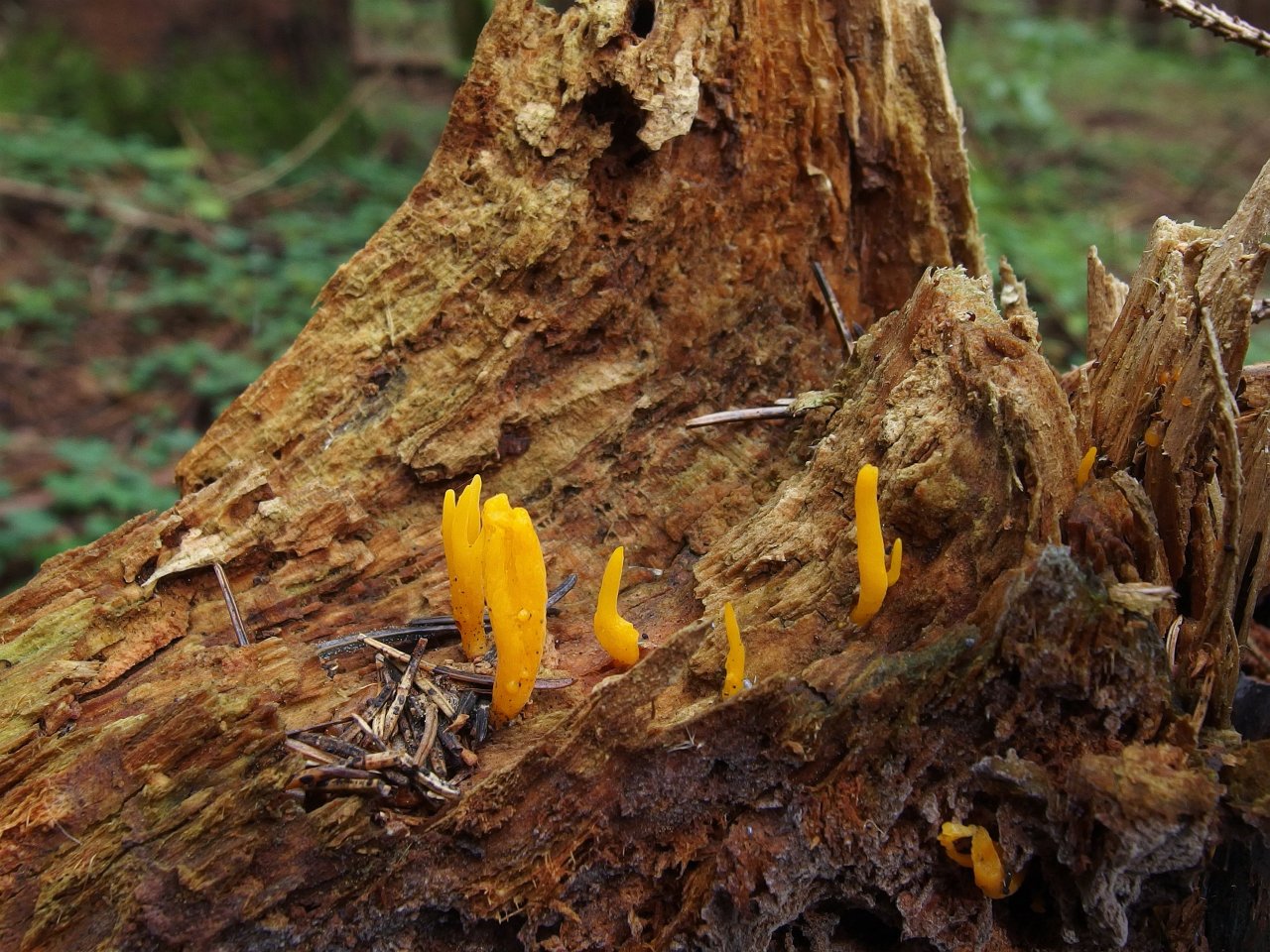 Calocera viscosa – Калоцера клейкая