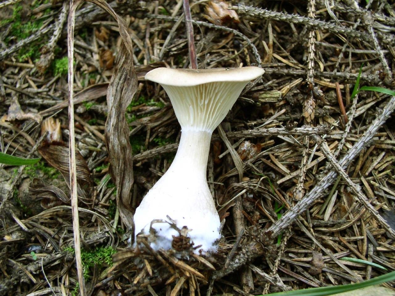 Ampulloclitocybe clavipes