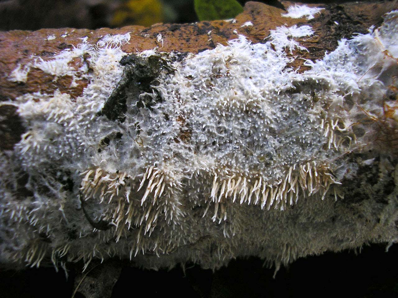 Hydnocristella himantia