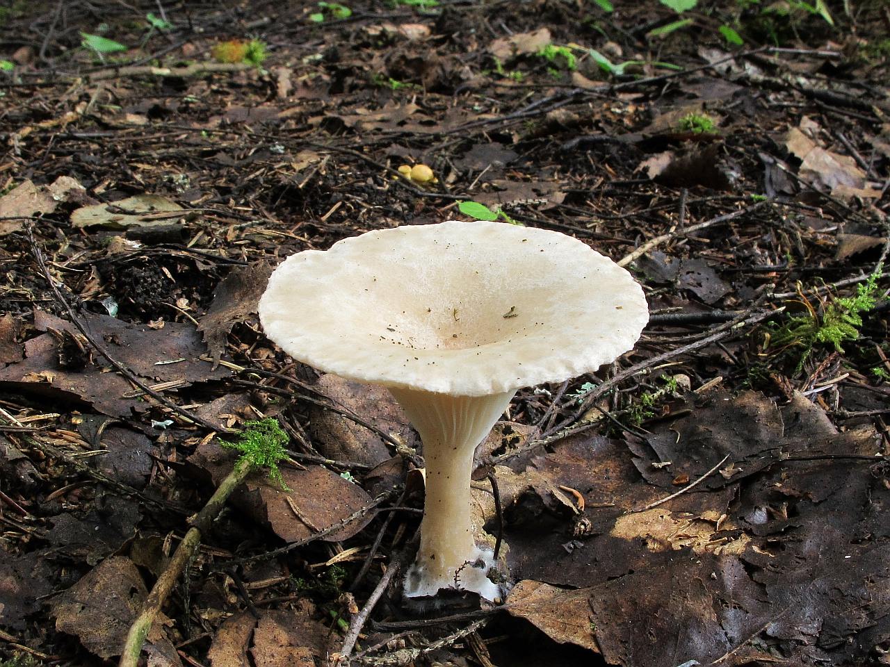 Clitocybe costata