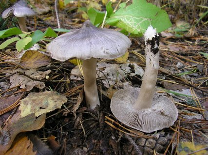 Tricholoma virgatum
