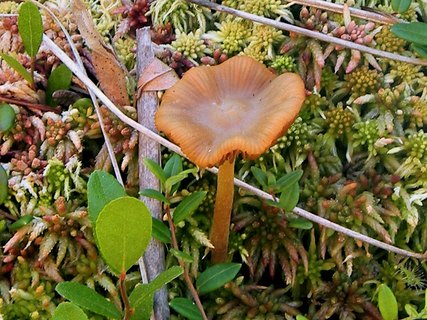 Galerina tibiicystis
