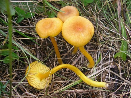 Hygrocybe swanetica
