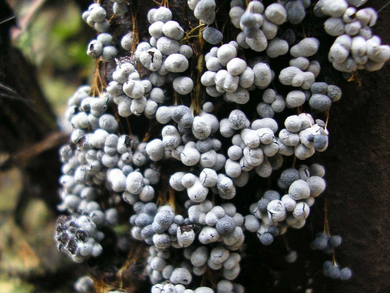 Badhamia utricularis