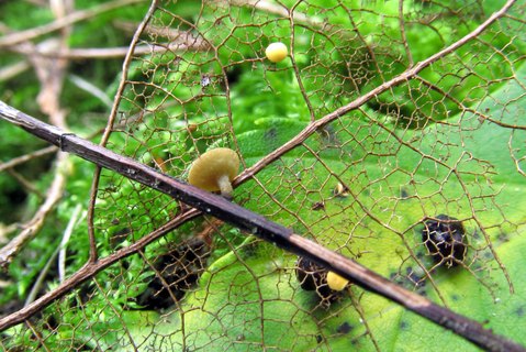 Lanzia luteovirescens